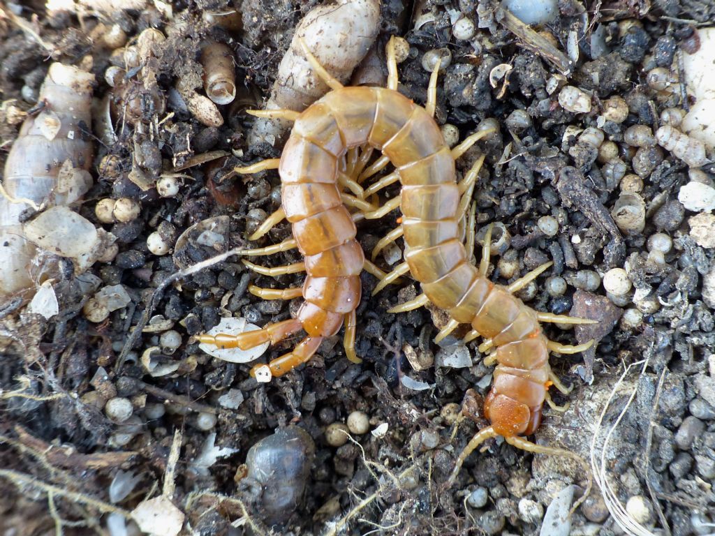 Scolopendra oraniensis? No. Scolopendra cretica